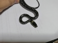 Lycodon capucinus