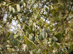 Putranjiva roxburghii