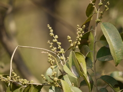 Putranjiva roxburghii