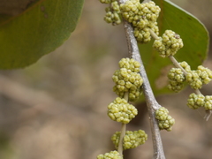 Putranjiva roxburghii