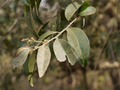 Putranjiva roxburghii