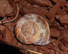 Macularia saintivesi