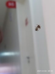 Hasarius adansoni