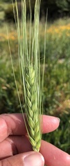 Triticum aestivum