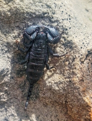 Opisthacanthus capensis