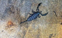 Opisthacanthus capensis