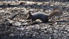 Sciurus vulgaris
