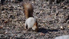 Sciurus vulgaris