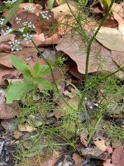 Ptilimnium capillaceum image