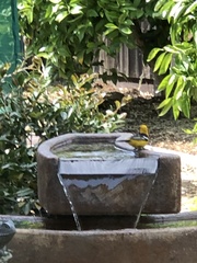 Icterus cucullatus
