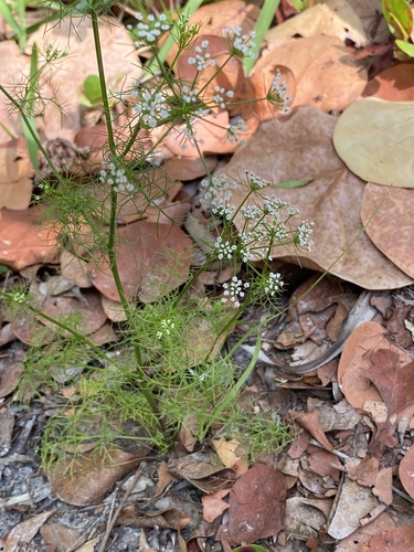 Ptilimnium capillaceum image