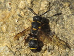 Leptochilus medanae