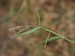 Urochloa subquadripara