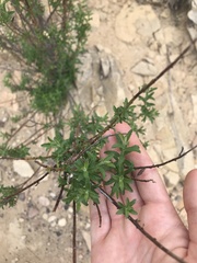 Baccharis plummerae plummerae