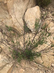 Baccharis plummerae plummerae