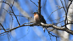 Fringilla coelebs