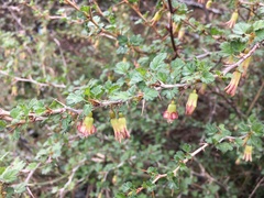 Ribes formosanum