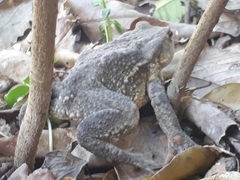 Bufo