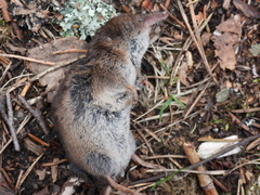 Sorex araneus