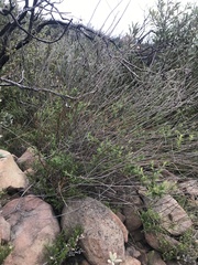 Baccharis plummerae plummerae