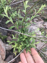 Baccharis plummerae plummerae