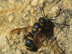 Leptochilus medanae