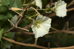 Convolvulus scammonia