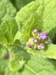 Conoclinium coelestinum image