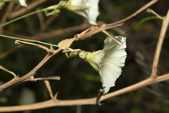 Convolvulus scammonia