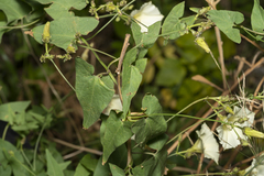 Convolvulus scammonia