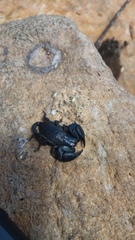 Opisthacanthus capensis