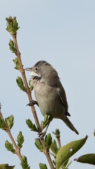Curruca communis