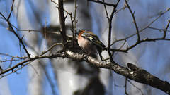Fringilla coelebs