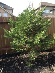 Cupressus × leylandii
