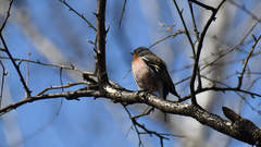 Fringilla coelebs