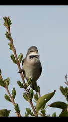 Curruca communis