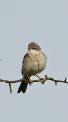 Curruca communis
