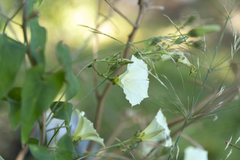 Convolvulus scammonia