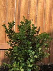 Buxus harlandii