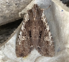 Lithophane oriunda