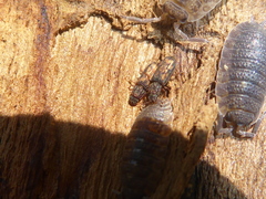 Bitoma insularis