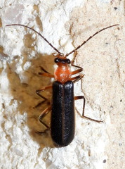 Podabrus quadratus