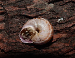 Macularia saintivesi