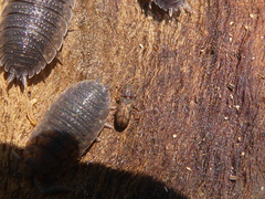 Bitoma insularis