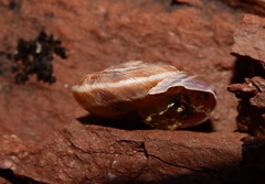 Macularia saintivesi