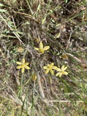 Triteleia ixioides