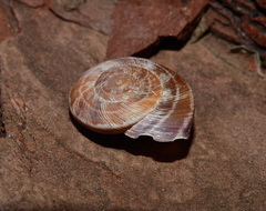 Macularia saintivesi