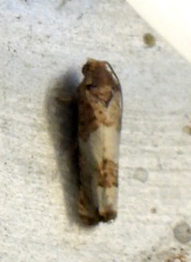 Epiblema desertana