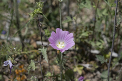 Malva punctata