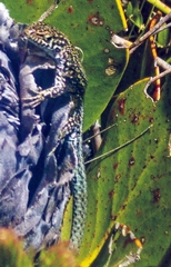 Tropidosaura gularis